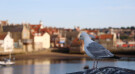 Juvenile Herring Gull, Whitby, North Yorkshire